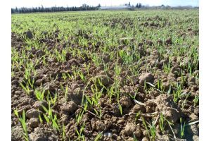 Cultivation of local varieties by HAO-DEMETER for the development of climate-smart agricultural practices