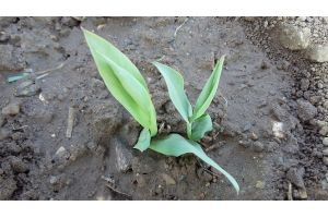 Cultivation of local varieties by HAO-DEMETER for the development of climate-smart agricultural practices